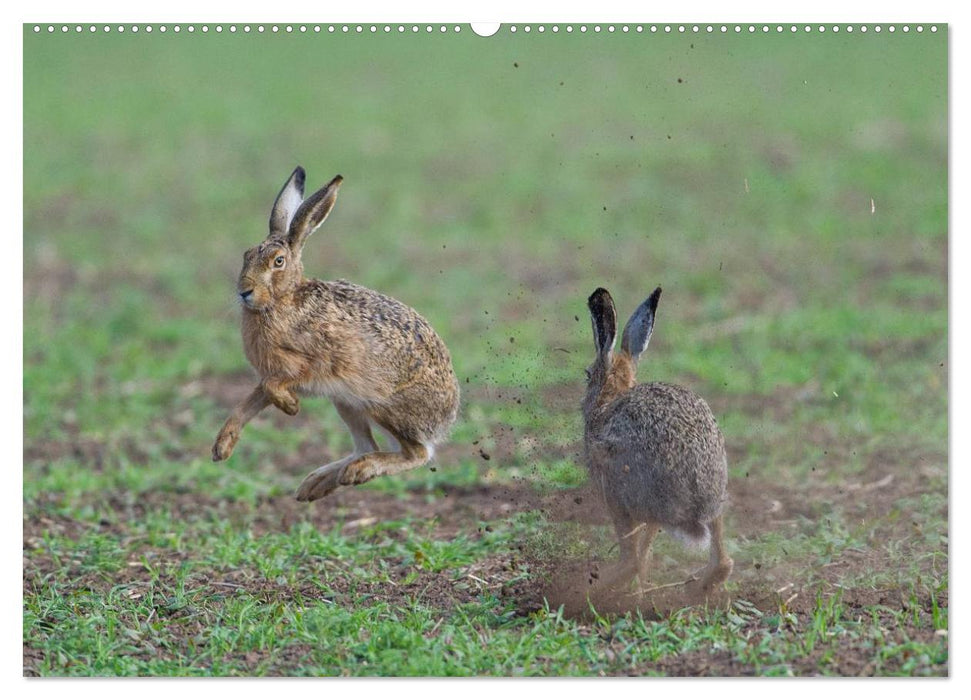 Emotionale Momente: Wilde Tiere in Deutschland (CALVENDO Wandkalender 2025)