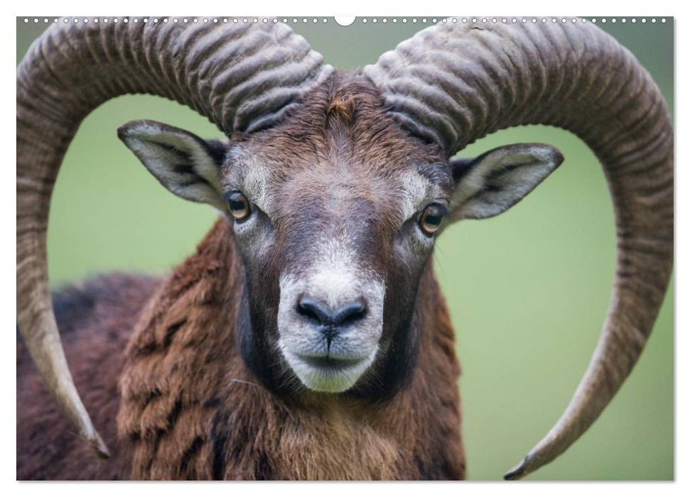 Emotionale Momente: Wilde Tiere in Deutschland (CALVENDO Wandkalender 2025)