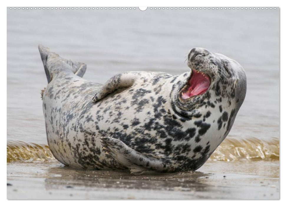 Emotionale Momente: Wilde Tiere in Deutschland (CALVENDO Wandkalender 2025)