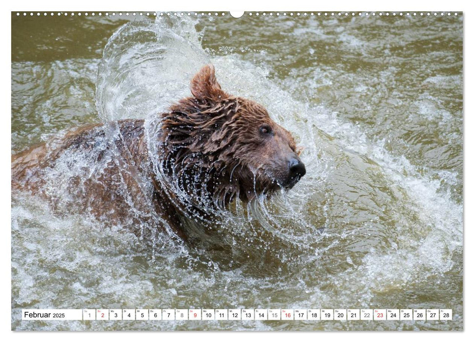 Emotionale Momente: Raubtiere in Deutschland (CALVENDO Wandkalender 2025)