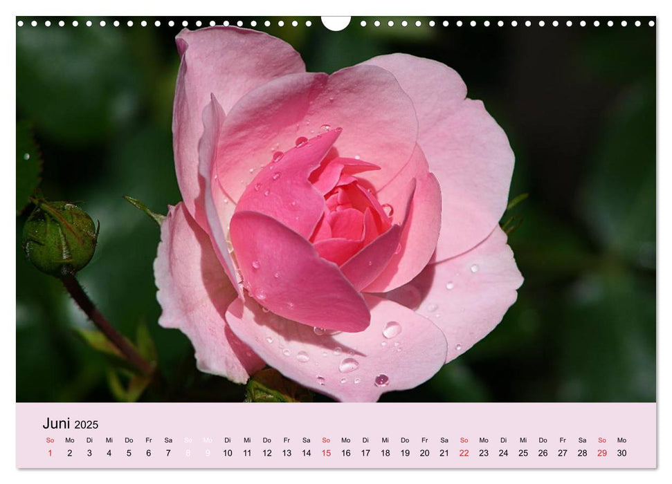 Rosenzauber (CALVENDO Wandkalender 2025)