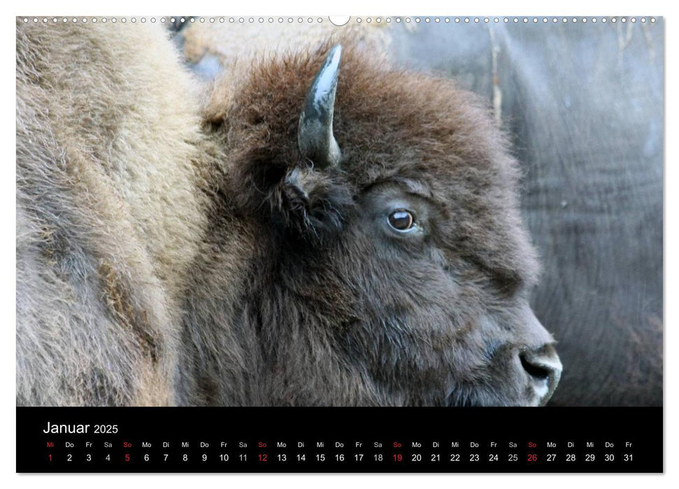 Amazing Wildlife (CALVENDO Premium Wandkalender 2025)