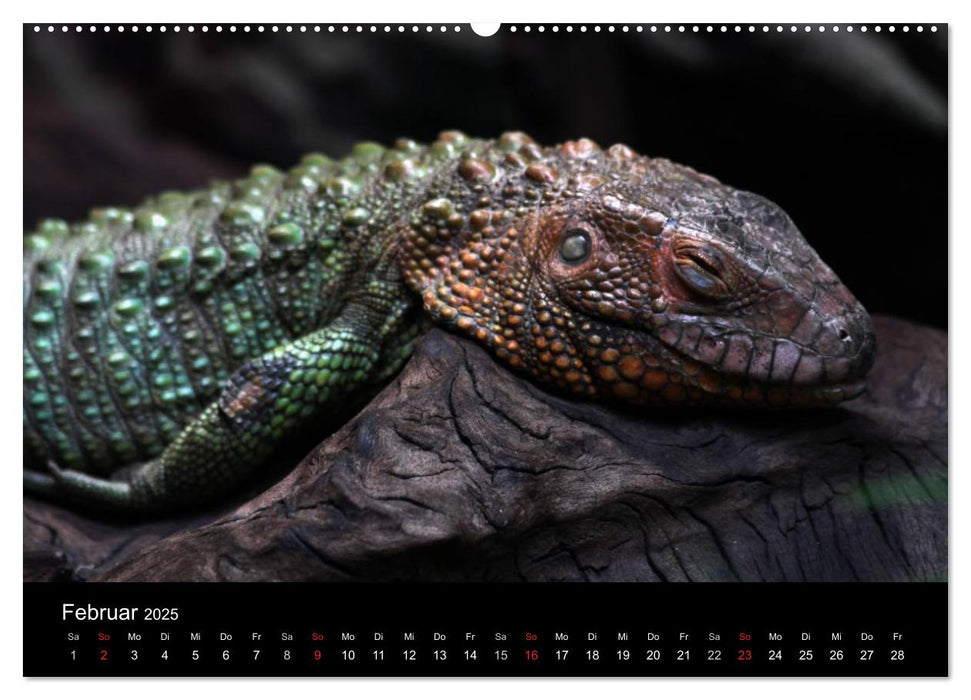 Amazing Wildlife (CALVENDO Premium Wandkalender 2025)