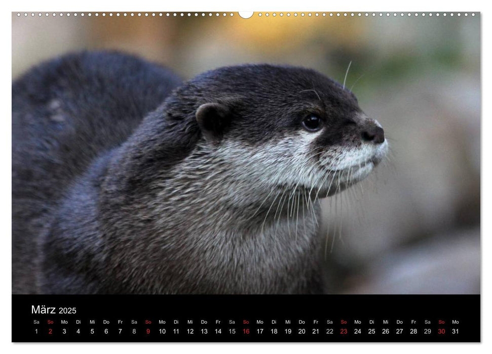 Amazing Wildlife (CALVENDO Premium Wandkalender 2025)