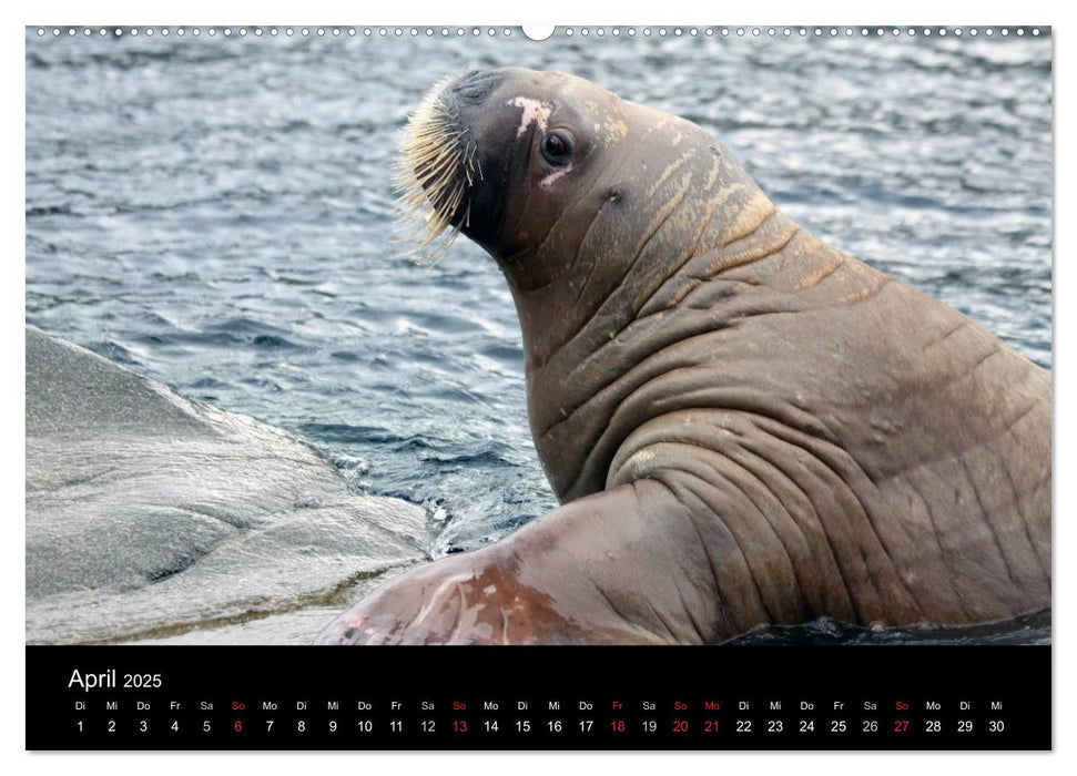 Amazing Wildlife (CALVENDO Premium Wandkalender 2025)