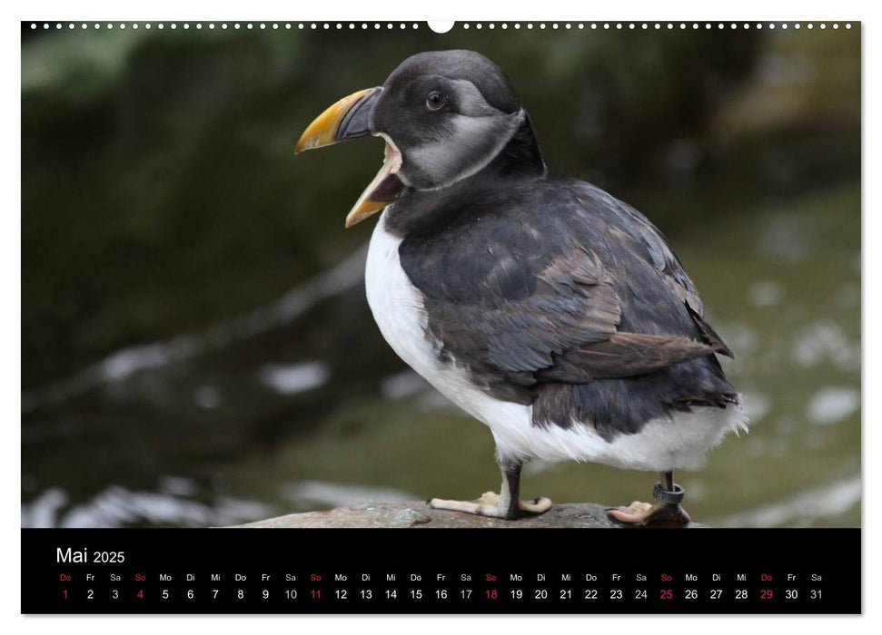 Amazing Wildlife (CALVENDO Premium Wandkalender 2025)