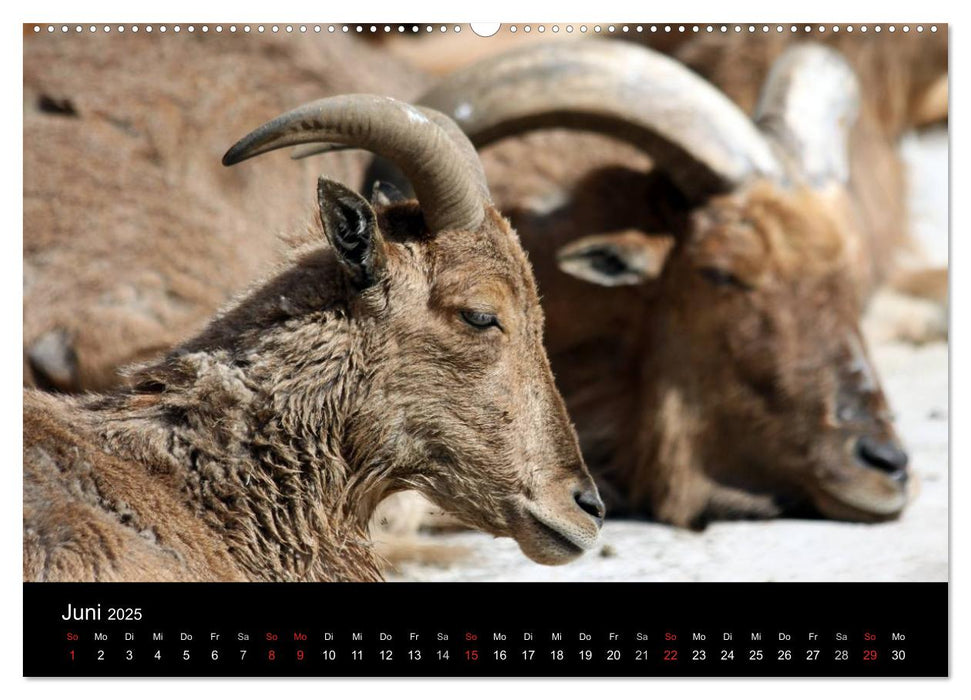 Amazing Wildlife (CALVENDO Premium Wandkalender 2025)