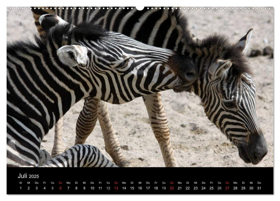 Amazing Wildlife (CALVENDO Premium Wandkalender 2025)