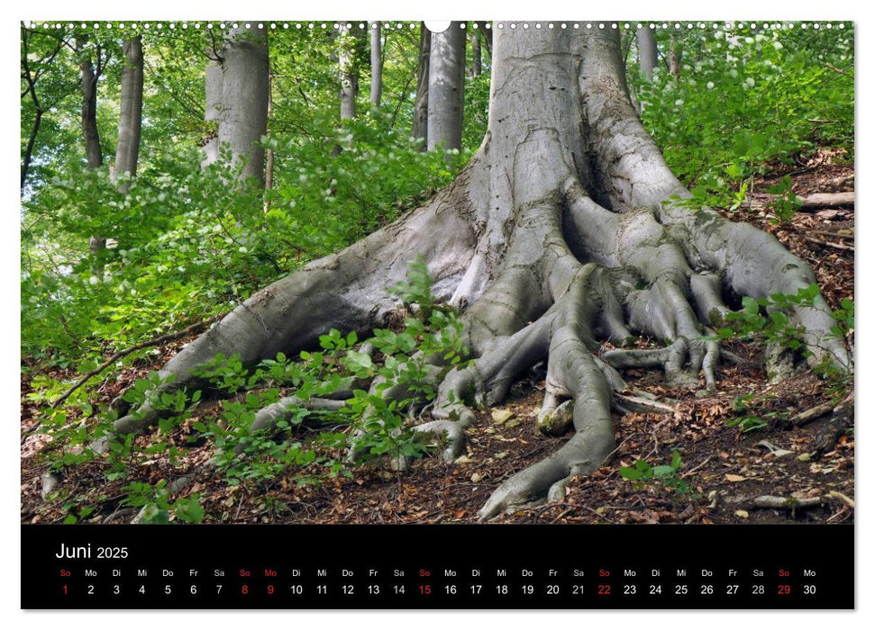 Wurzelwerke (CALVENDO Wandkalender 2025)