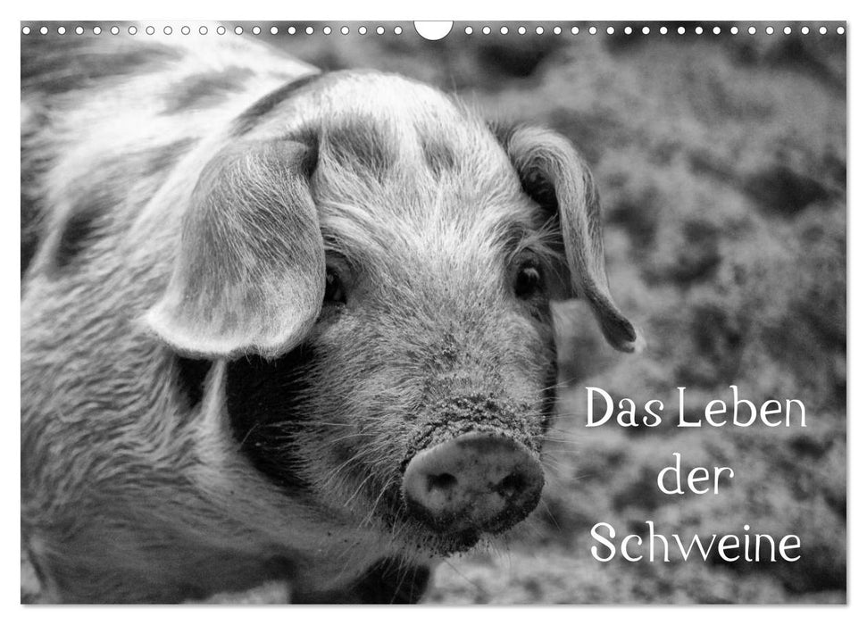 Das Leben der Schweine (CALVENDO Wandkalender 2025)