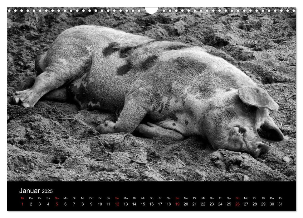 Das Leben der Schweine (CALVENDO Wandkalender 2025)