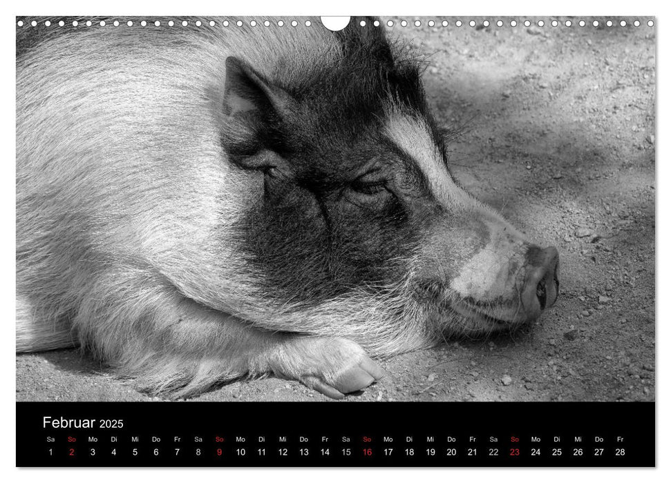 Das Leben der Schweine (CALVENDO Wandkalender 2025)