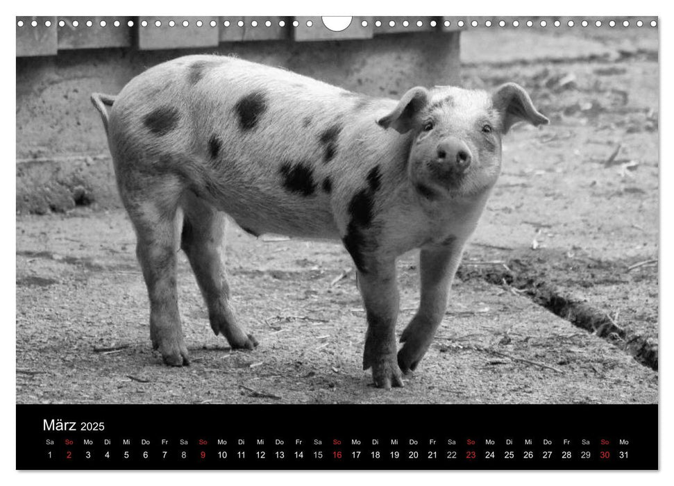 Das Leben der Schweine (CALVENDO Wandkalender 2025)