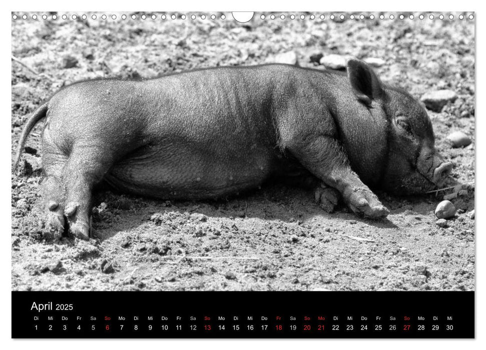 Das Leben der Schweine (CALVENDO Wandkalender 2025)