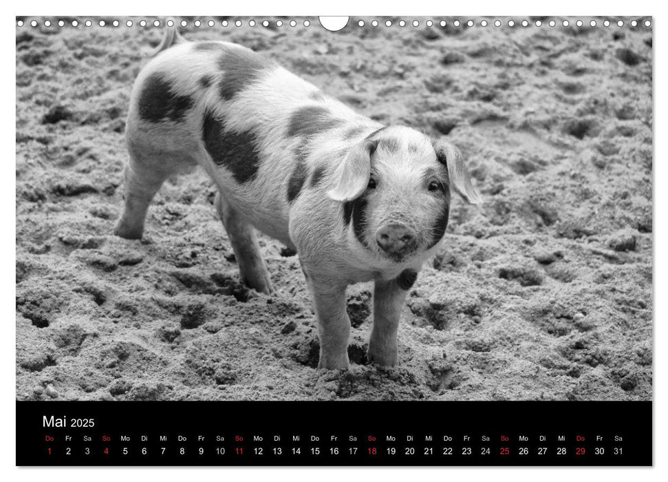 Das Leben der Schweine (CALVENDO Wandkalender 2025)