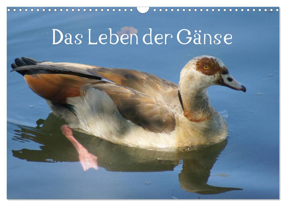 Das Leben der Gänse (CALVENDO Wandkalender 2025)