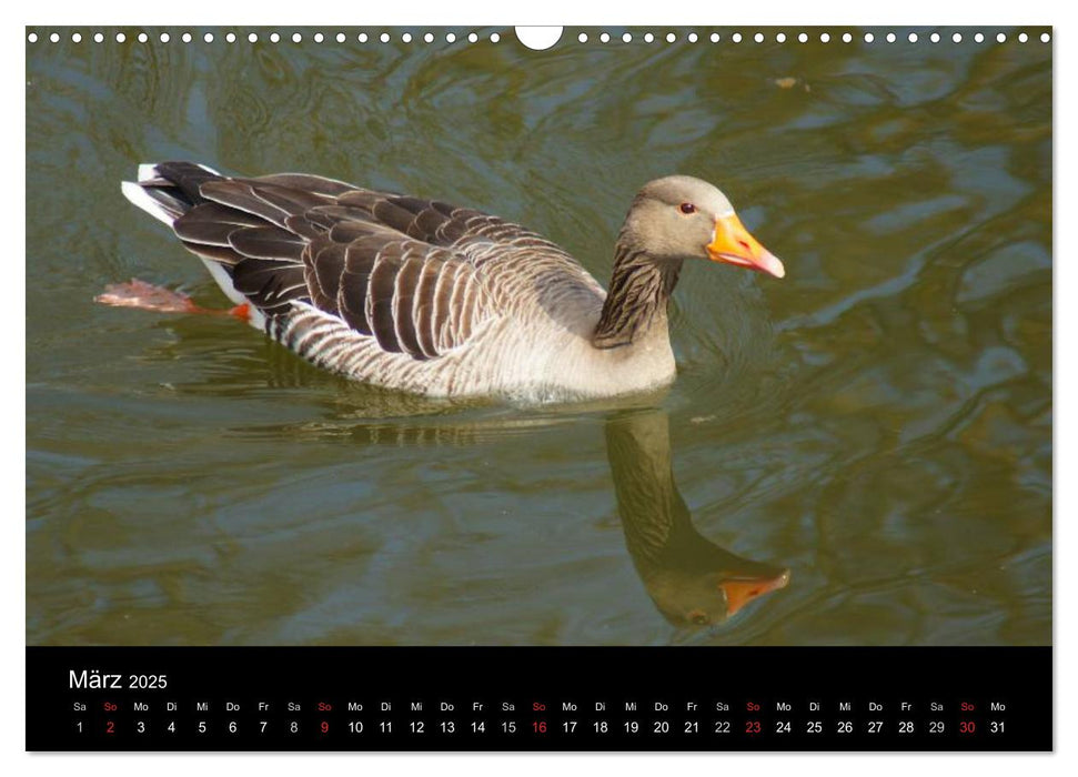 Das Leben der Gänse (CALVENDO Wandkalender 2025)