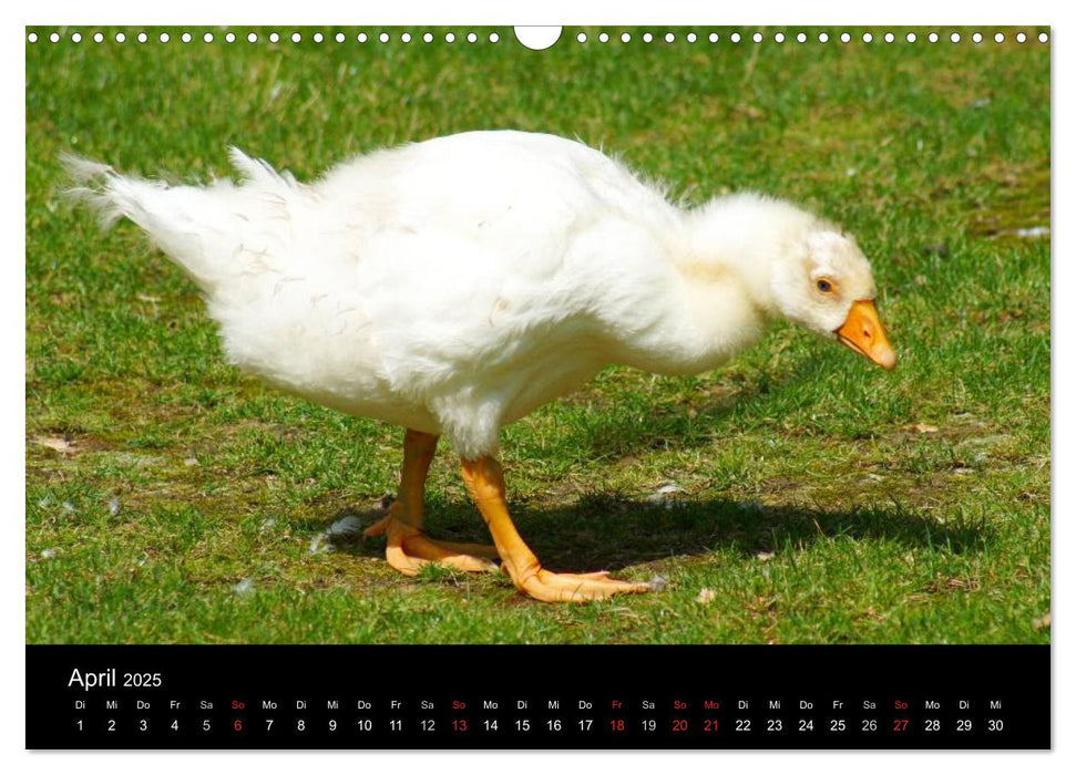 Das Leben der Gänse (CALVENDO Wandkalender 2025)