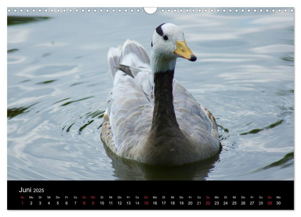 Das Leben der Gänse (CALVENDO Wandkalender 2025)