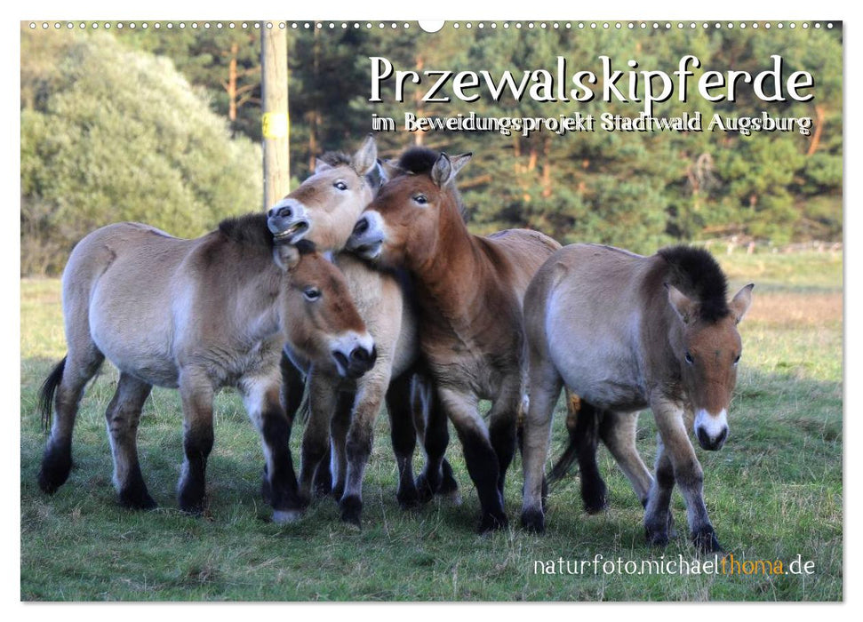 Przewalskipferde (CALVENDO Wandkalender 2025)