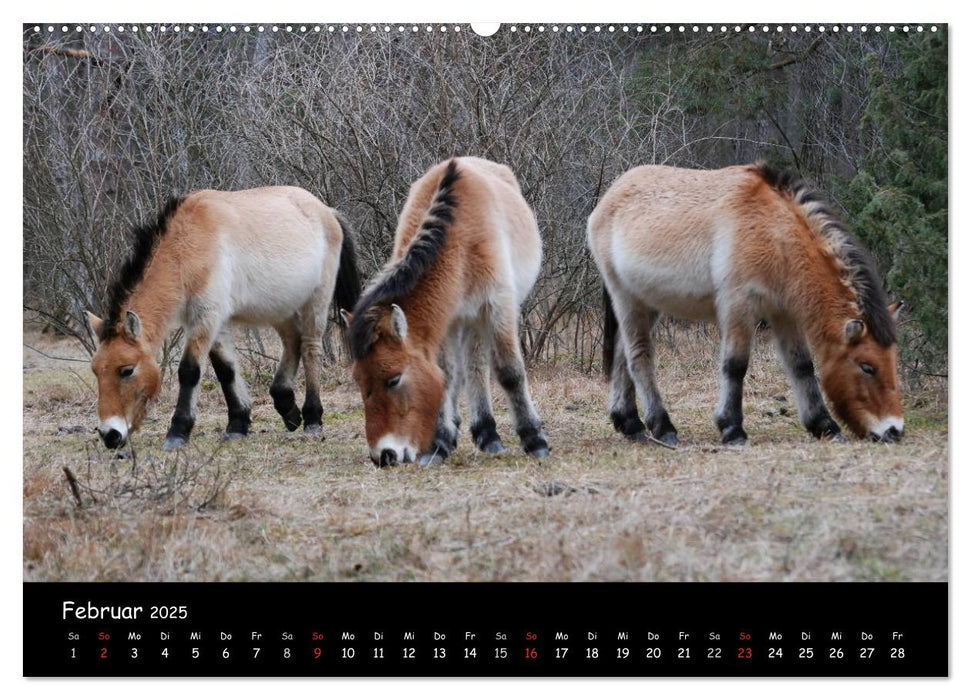 Przewalskipferde (CALVENDO Wandkalender 2025)