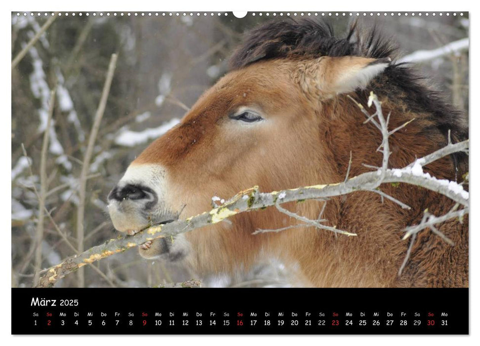 Przewalskipferde (CALVENDO Wandkalender 2025)