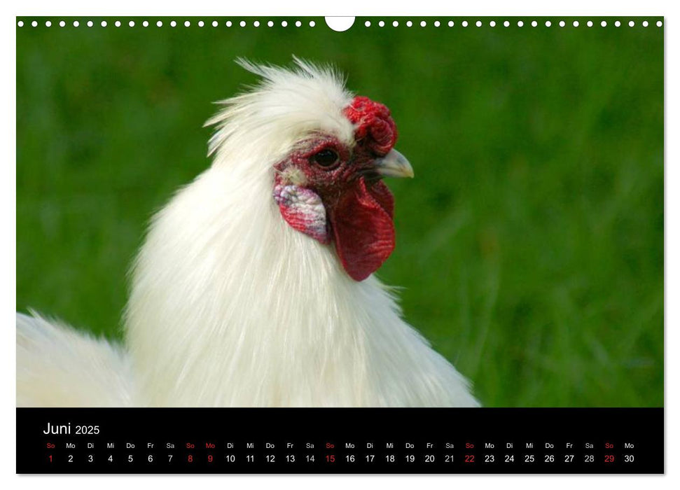 Die Welt der Hühner (CALVENDO Wandkalender 2025)