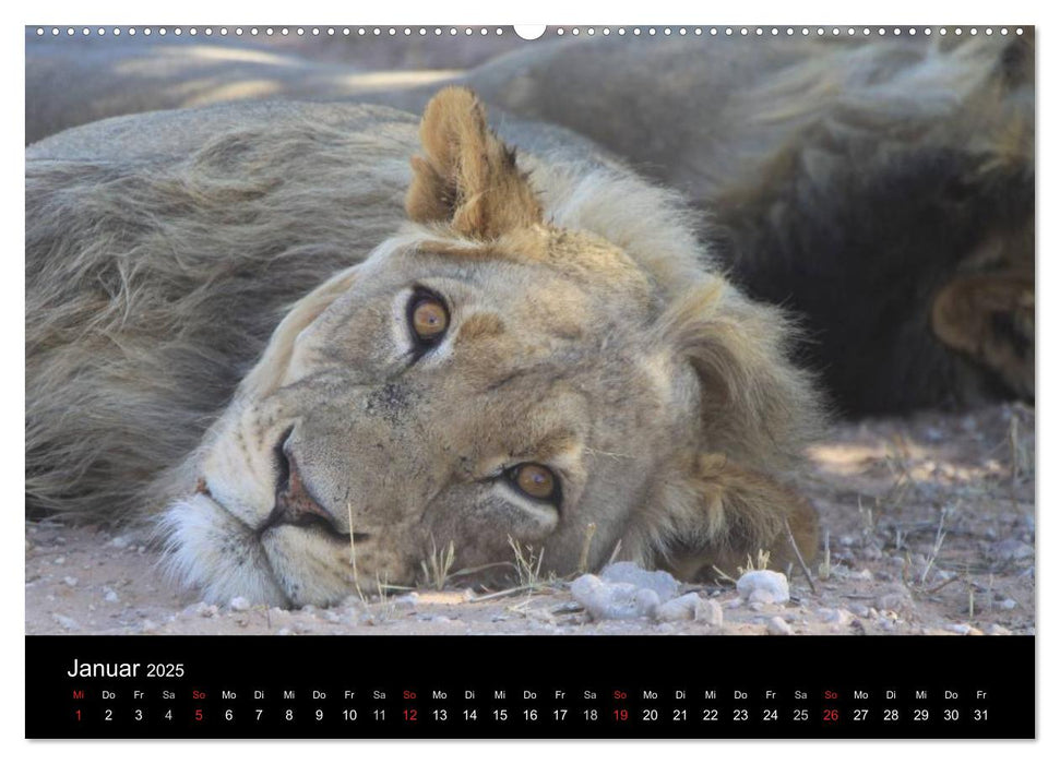 Löwen - Könige der Tiere (CALVENDO Premium Wandkalender 2025)