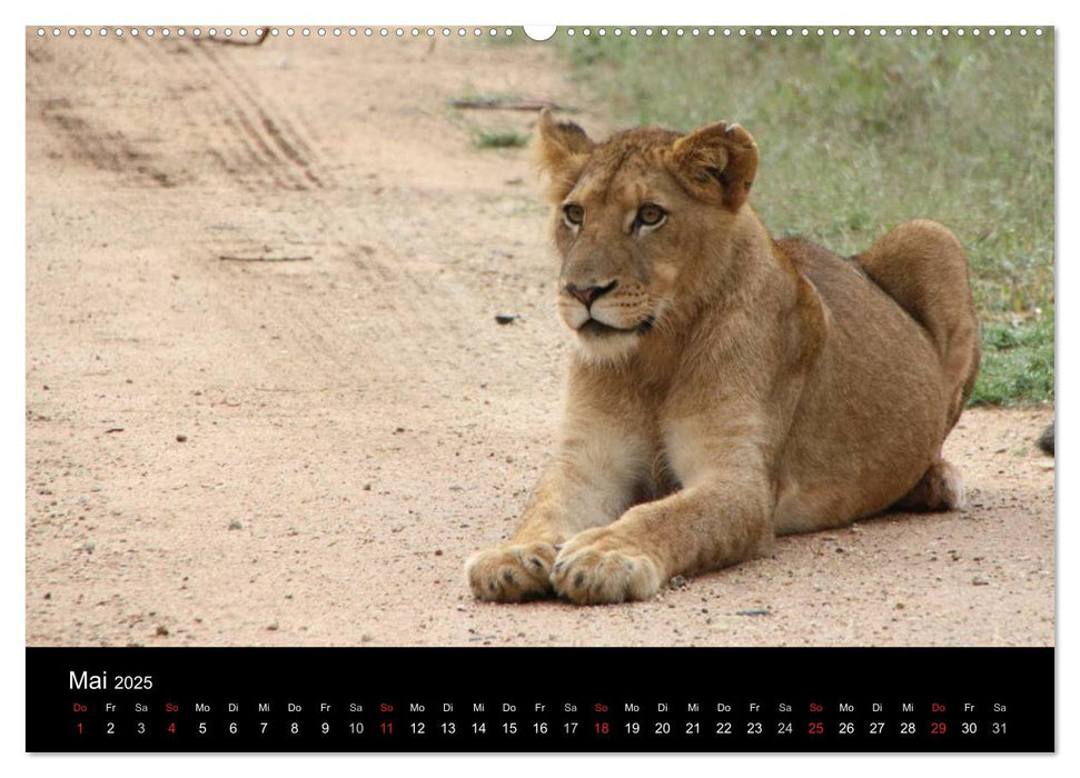 Löwen - Könige der Tiere (CALVENDO Premium Wandkalender 2025)