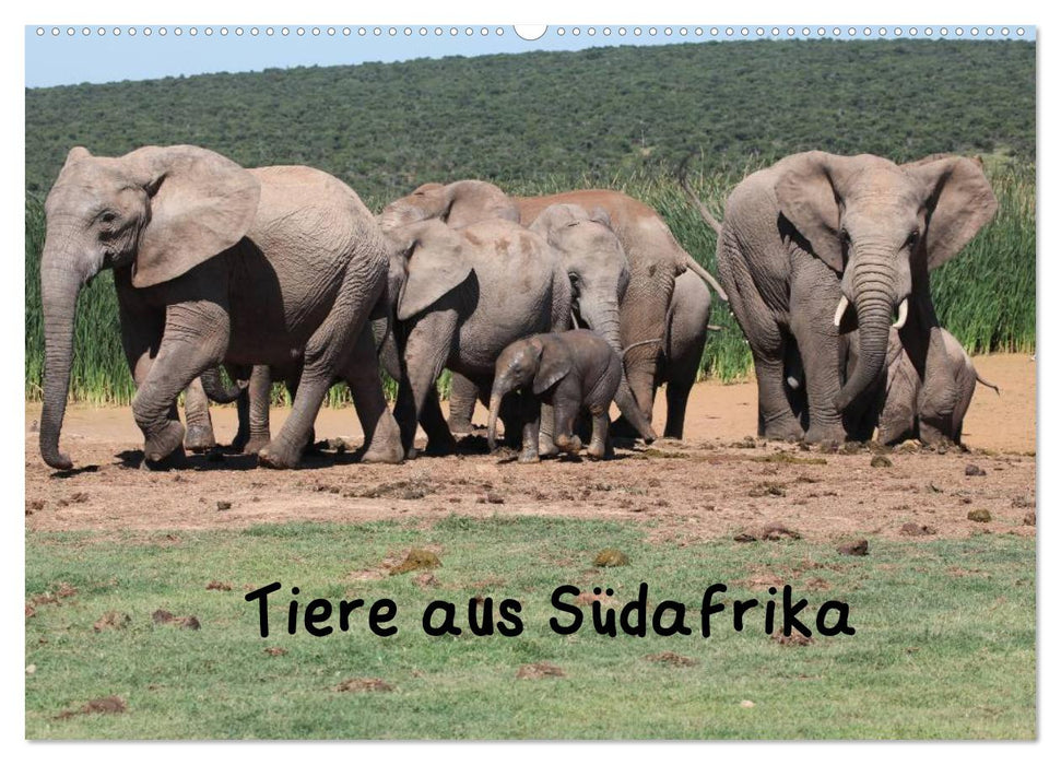 Tiere aus Südafrika (CALVENDO Wandkalender 2025)