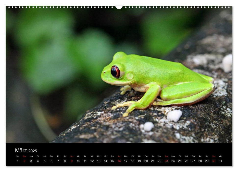 Tiere aus Südafrika (CALVENDO Wandkalender 2025)