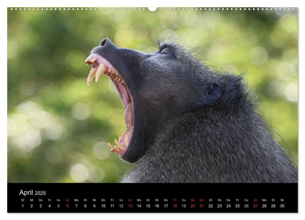 Tiere aus Südafrika (CALVENDO Wandkalender 2025)