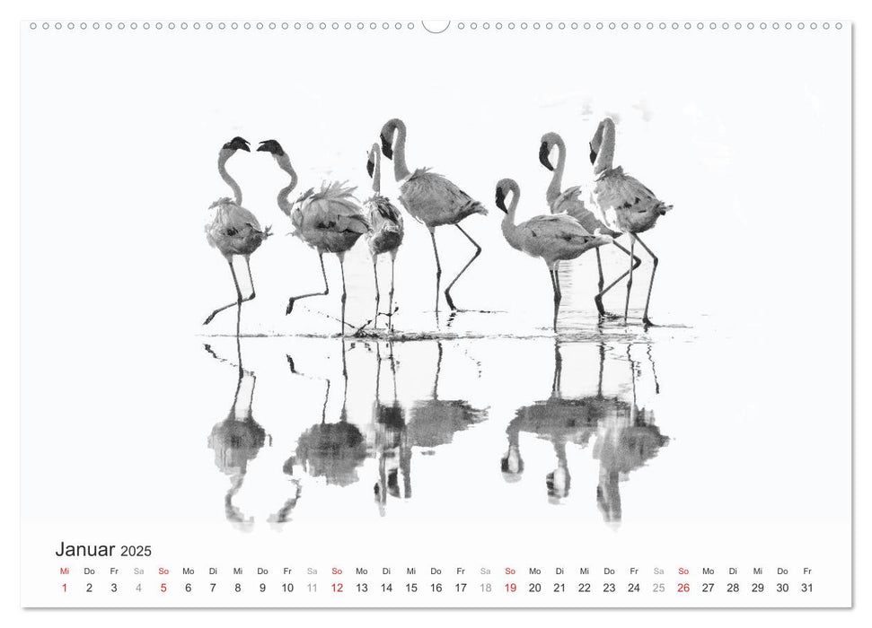 Flamingo Impressionen 2025 (CALVENDO Premium Wandkalender 2025)