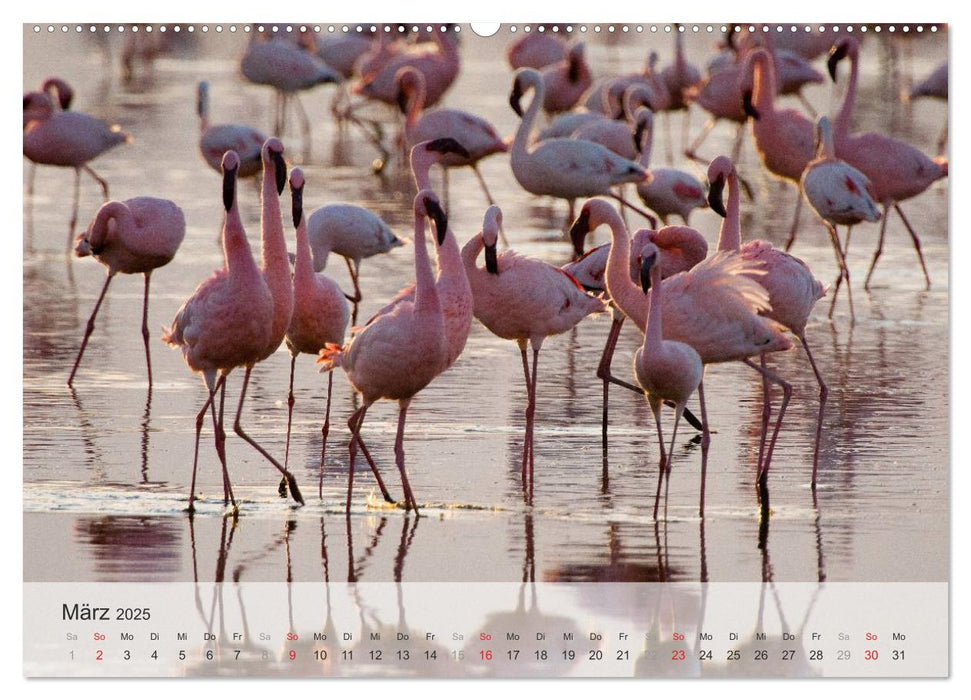 Flamingo Impressionen 2025 (CALVENDO Premium Wandkalender 2025)