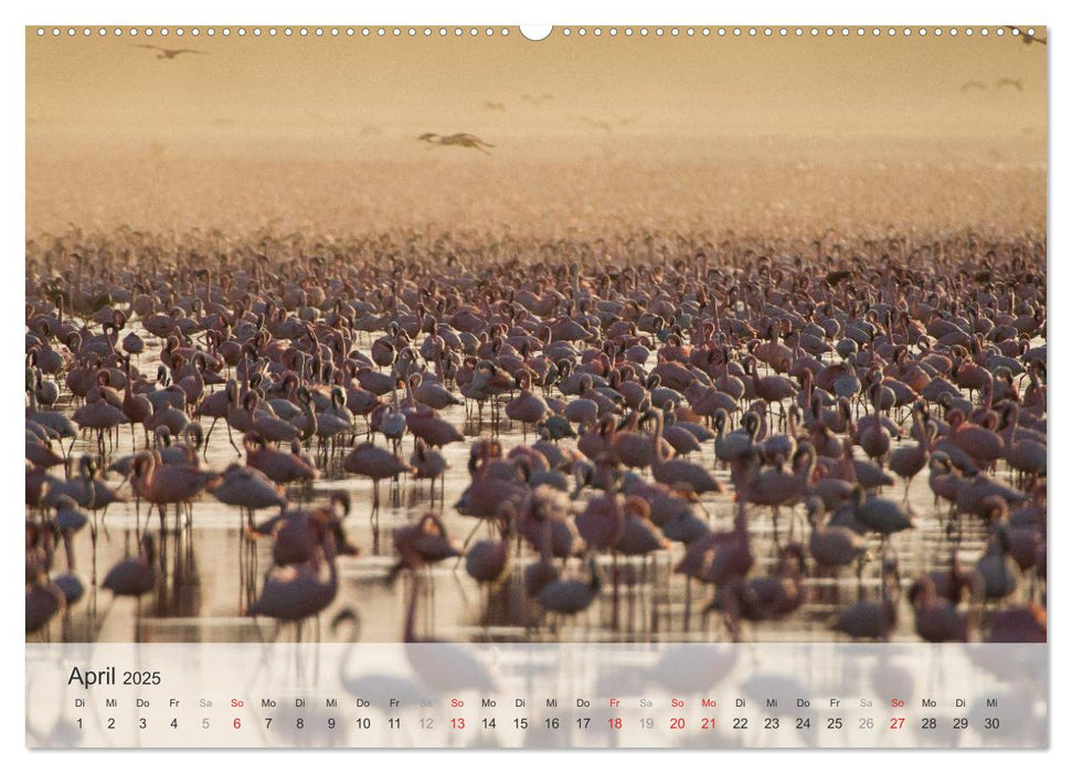 Flamingo Impressionen 2025 (CALVENDO Premium Wandkalender 2025)