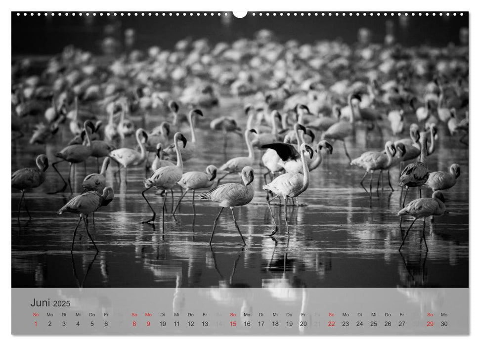 Flamingo Impressionen 2025 (CALVENDO Premium Wandkalender 2025)