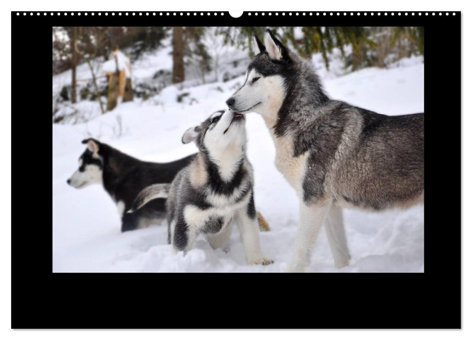 Husky-Kalender (CALVENDO Wandkalender 2025)