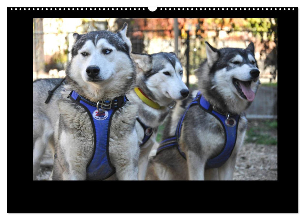 Husky-Kalender (CALVENDO Wandkalender 2025)