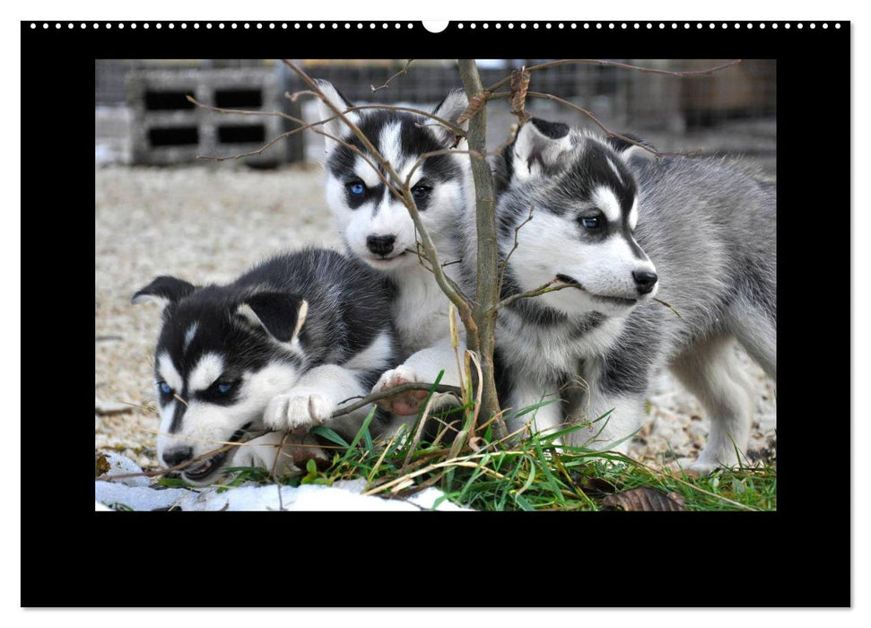 Husky-Kalender (CALVENDO Wandkalender 2025)