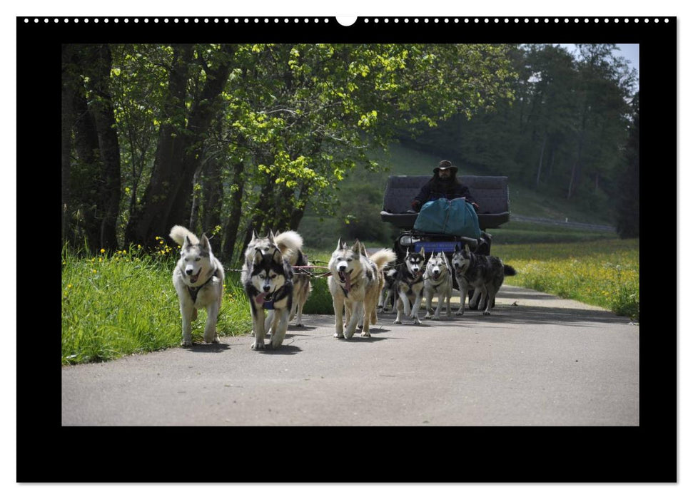 Husky-Kalender (CALVENDO Wandkalender 2025)