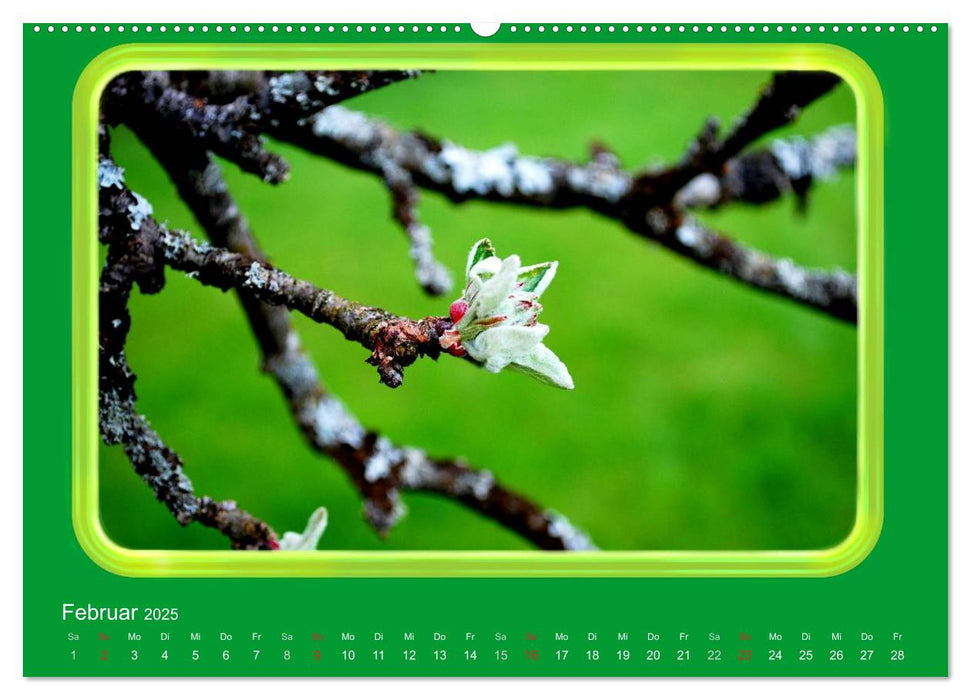 Apfel (CALVENDO Wandkalender 2025)