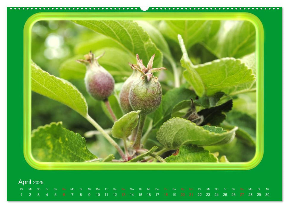 Apfel (CALVENDO Wandkalender 2025)