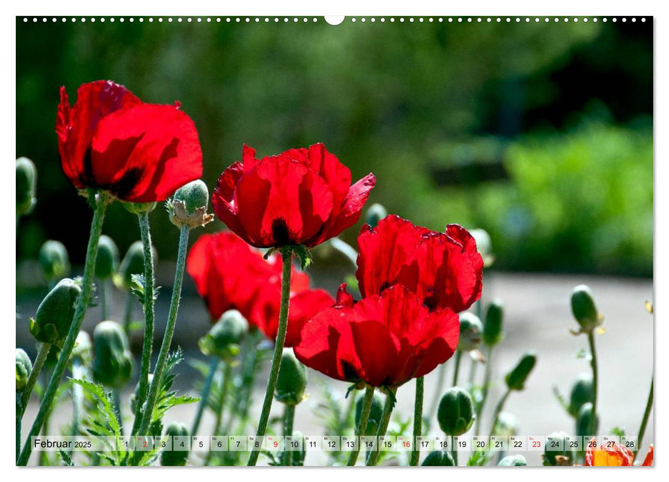 Voll Mohn (CALVENDO Wandkalender 2025)