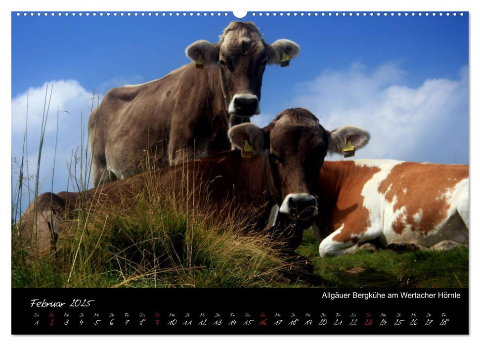 Allgäuer Bergblicke (CALVENDO Wandkalender 2025)