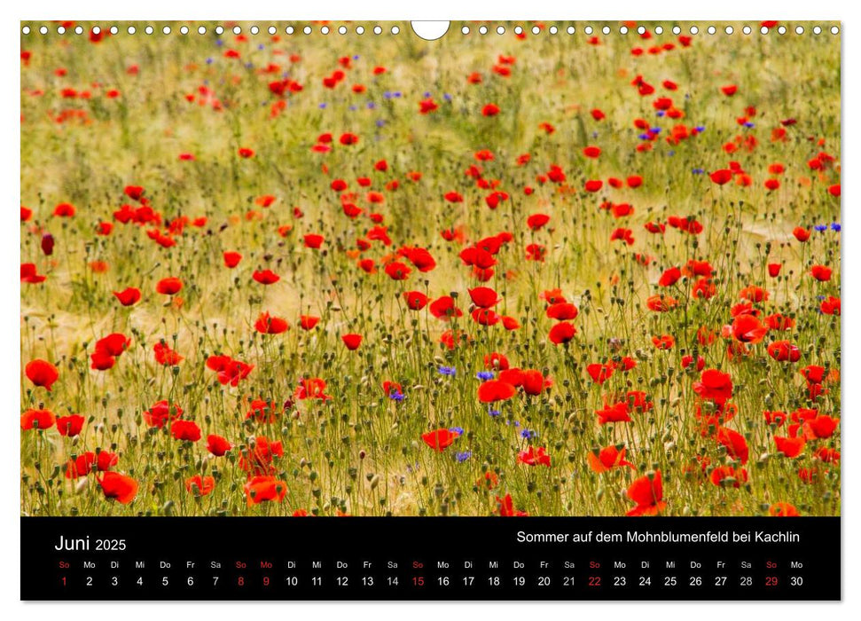 Die Insel Usedom in Bildern (CALVENDO Wandkalender 2025)