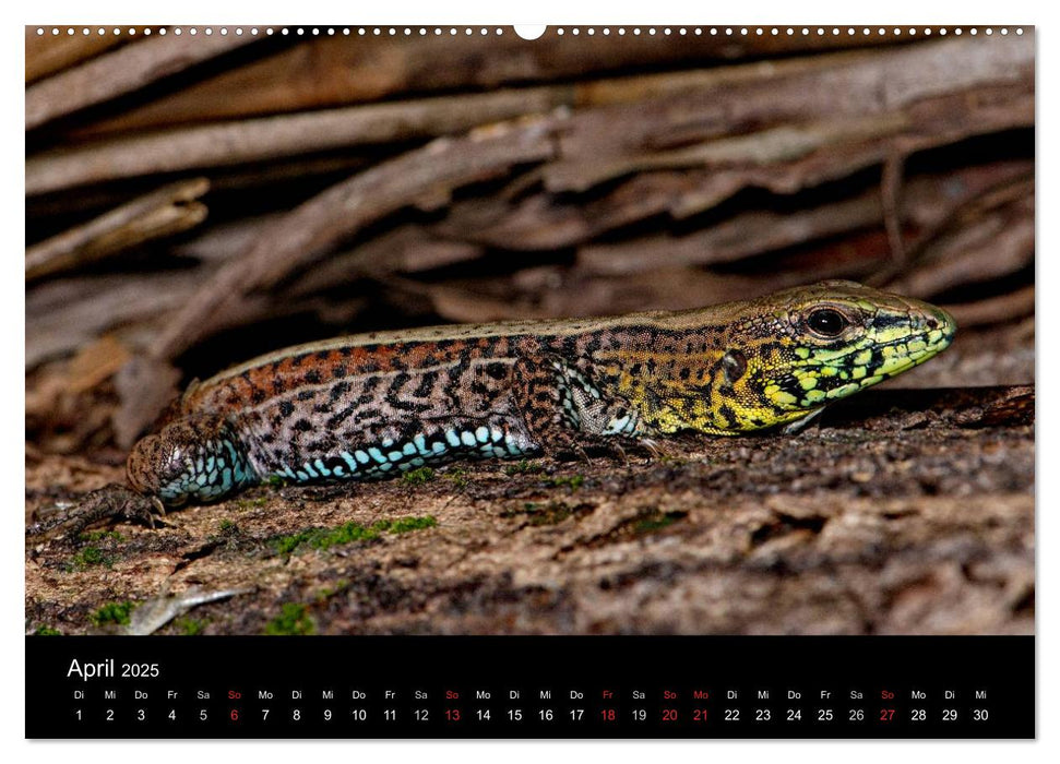 Reptilien Costa Rica (CALVENDO Premium Wandkalender 2025)