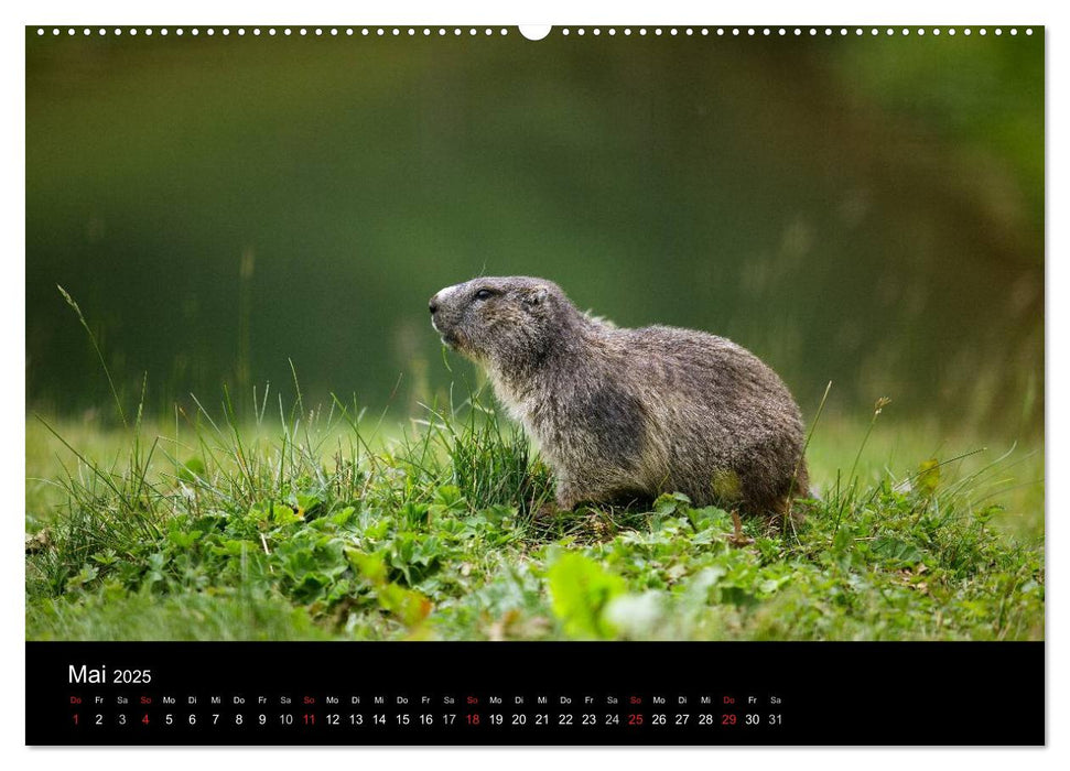 Alpenwelt 2025 (CALVENDO Premium Wandkalender 2025)