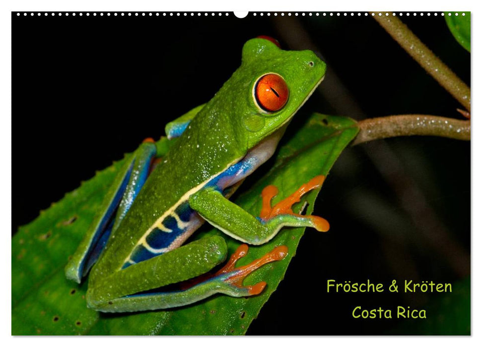 Frösche & Kröten Costa Rica (CALVENDO Wandkalender 2025)