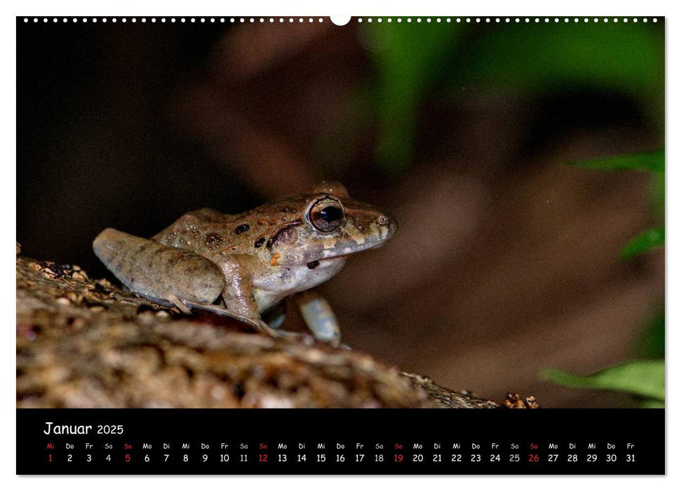 Frösche & Kröten Costa Rica (CALVENDO Wandkalender 2025)