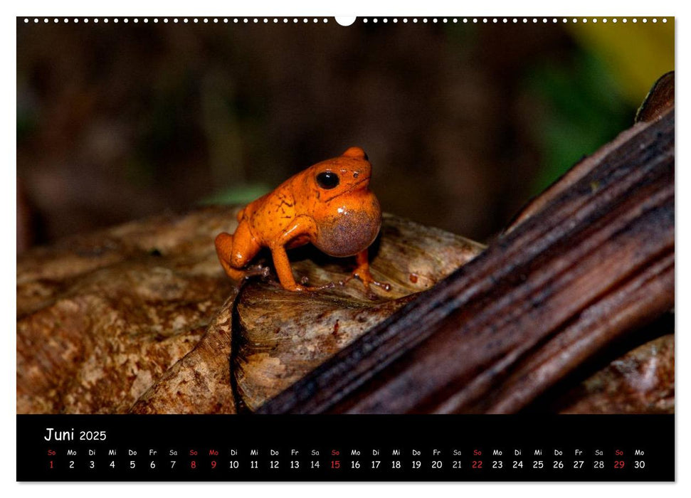 Frösche & Kröten Costa Rica (CALVENDO Wandkalender 2025)